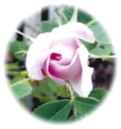 New Brunswick Irish Heritage Rose