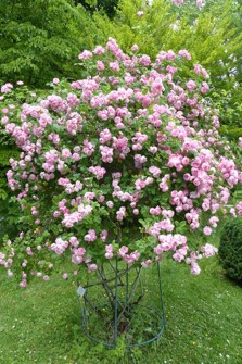 New Brunswick Irish Heritage Rose